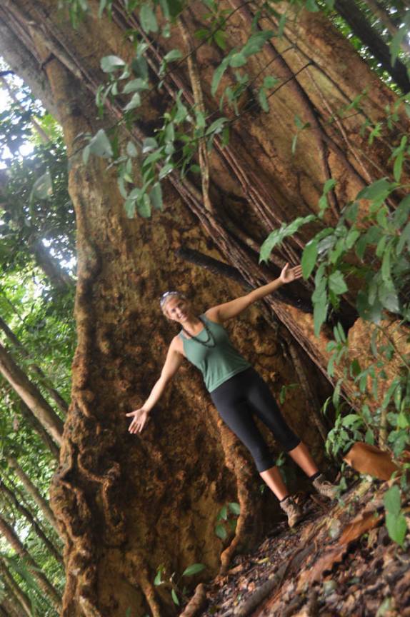 Uma das gigantescas figueiras na Reserva Natural de Brownsberg, no Suriname